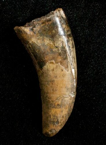 Inch Nanotyrannus Tooth From Montana #3431